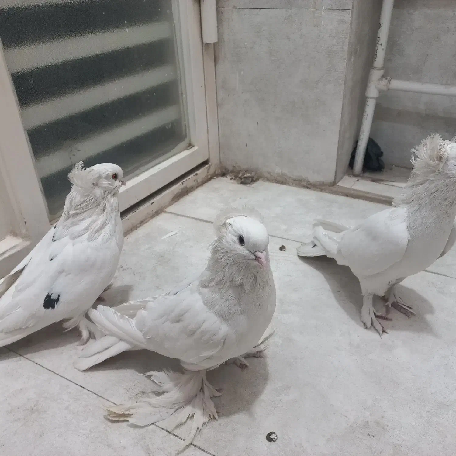 کبوتر کفتر پاپر سفید نژاد راعبی|پرنده|قم, چهار امامزاده|دیوار