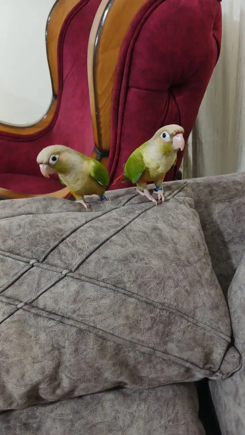 گرینچیک|پرنده|پرند, فاز ۲|دیوار