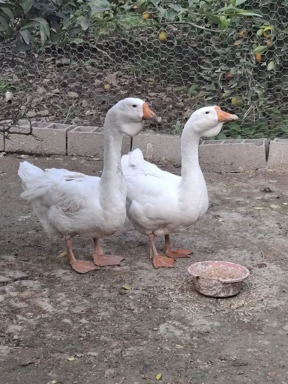 قو غاز نر لیندا و اردک طوسی|حیوانات مزرعه|آمل, |دیوار