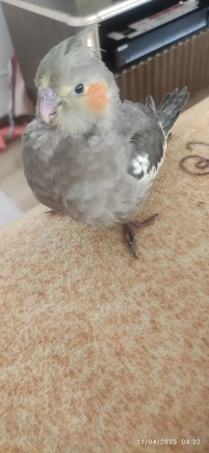 جوجه عروس هلندی|پرنده|تبریز, |دیوار