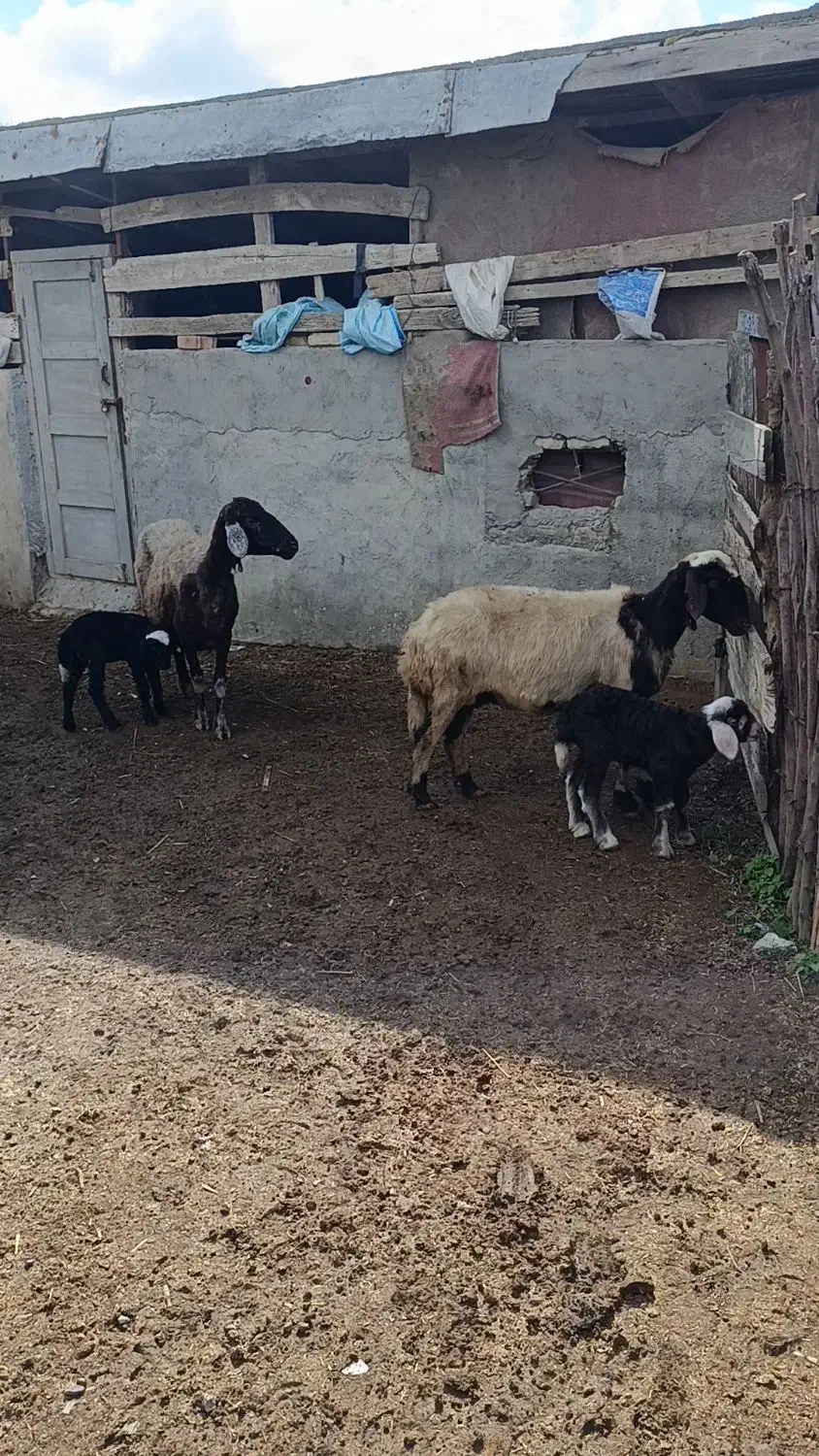 دوراس میش بره دار جوان|حیوانات مزرعه|سیمین شهر, |دیوار