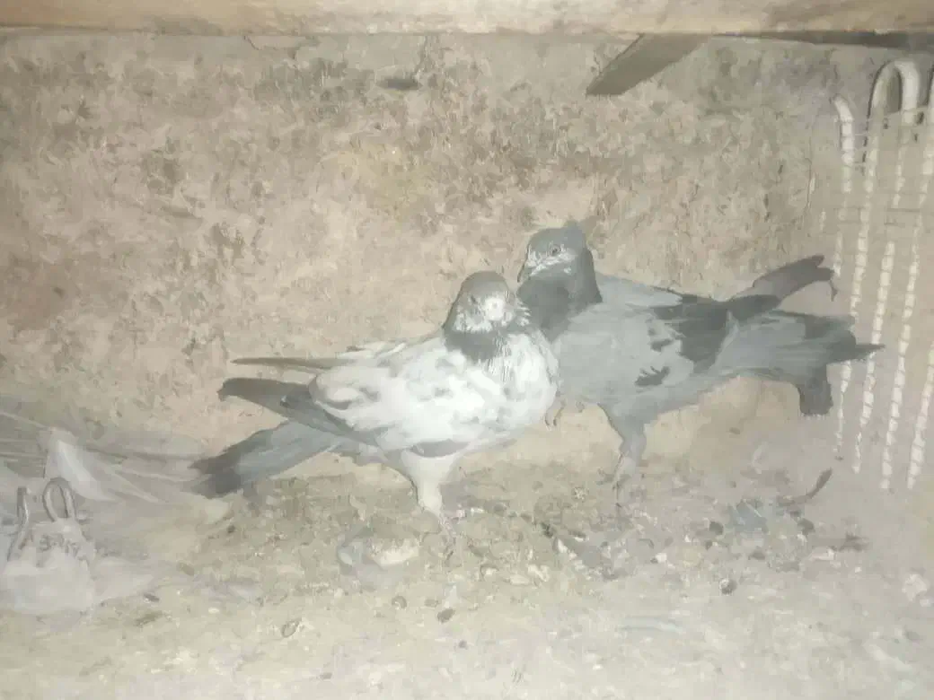کبوتر|پرنده|اصفهان, آموزشگاه شهید بهشتی|دیوار