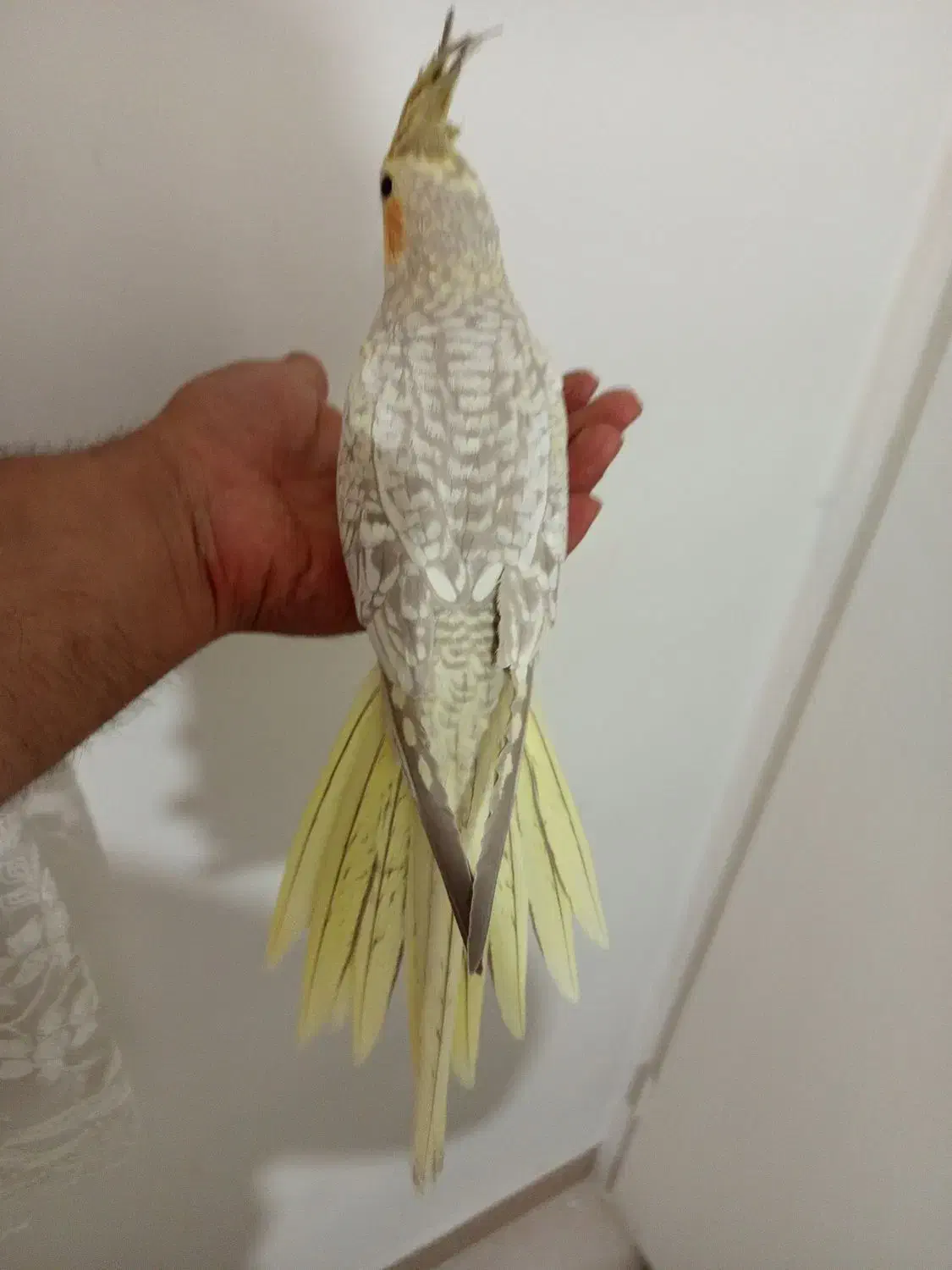 جوجه عروس هلندی ایزابلا ، مرواریدی ، سینامون|پرنده|اندیشه, شهرک مریم|دیوار