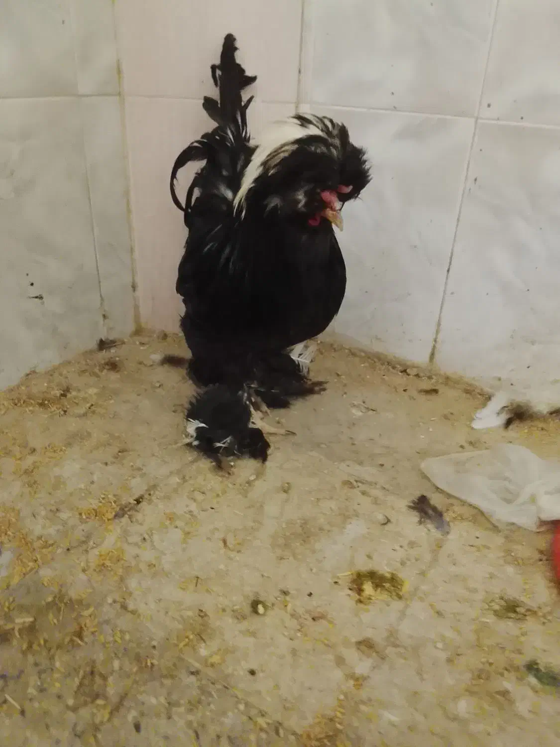 خروس برهما|حیوانات مزرعه|قم, ولیعصر|دیوار