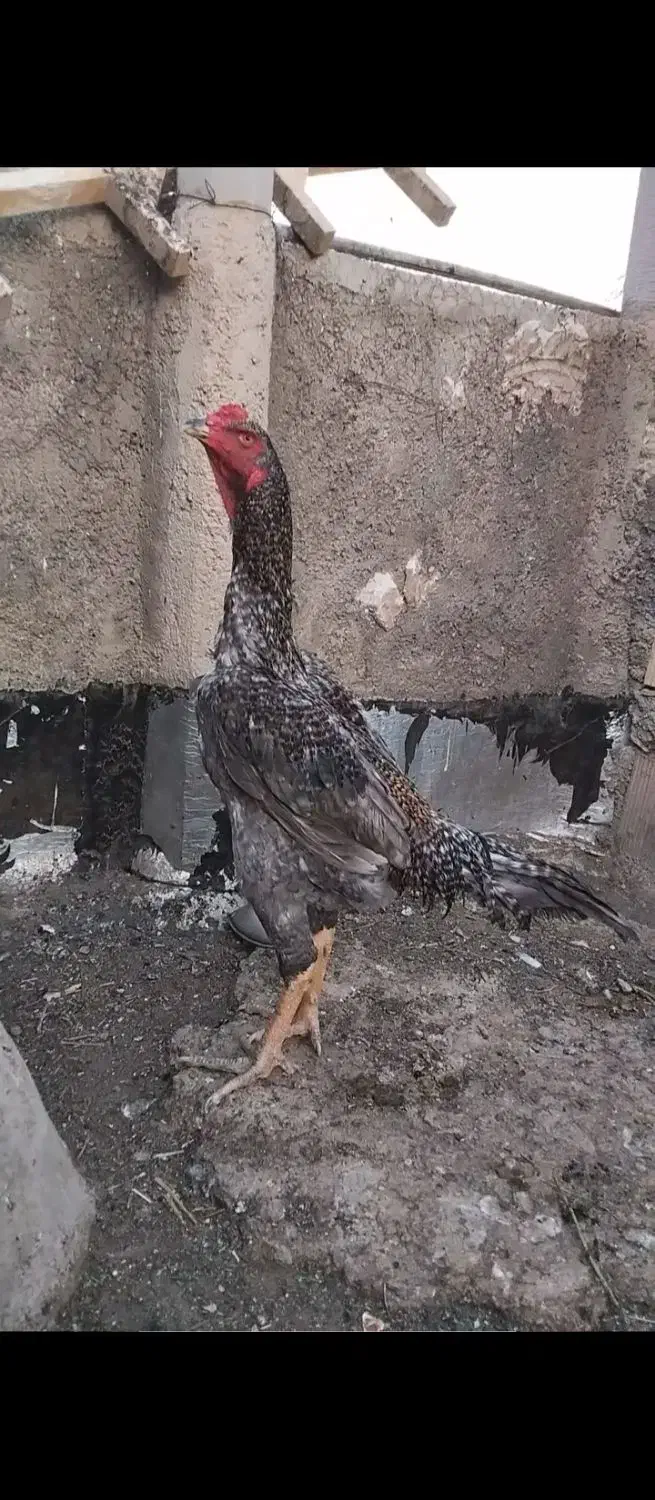 خروس لاری طوسی|حیوانات مزرعه|شیراز, کوشک میدان|دیوار