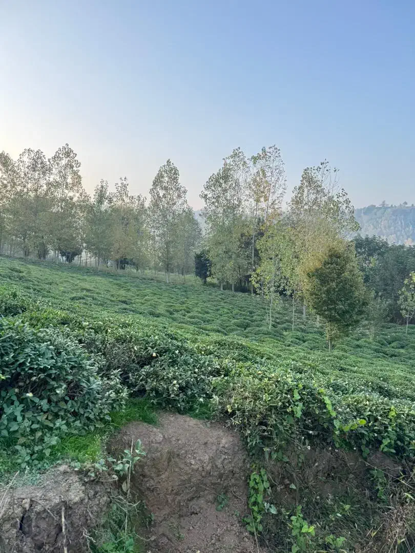 715متر پروانه دار سنددار|فروش زمین و ملک کلنگی|املش, |دیوار