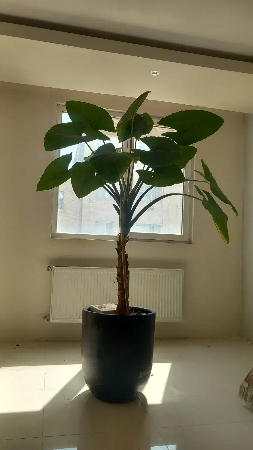 گل بابا آدم|گل و گیاه طبیعی|شاندیز, |دیوار