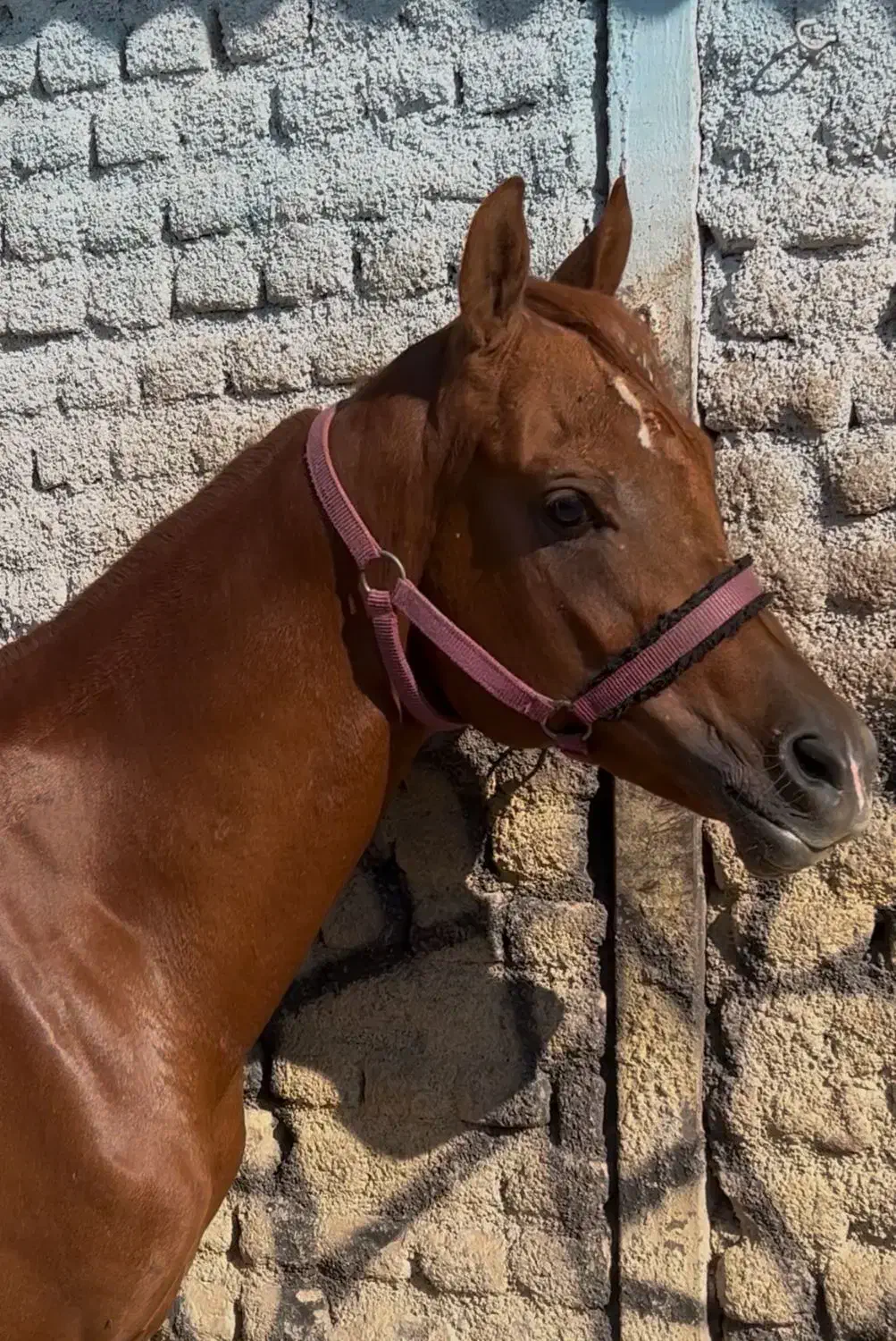 عرب دو سر صورت دار|اسب و تجهیزات اسبسواری|قزوین, |دیوار