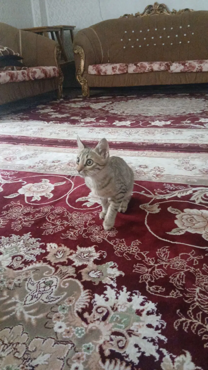 گربه|گربه|همدان, |دیوار