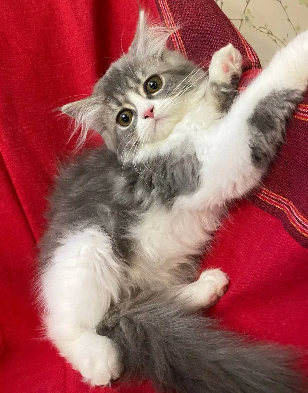 واگذاری پرشین های زیبا|گربه|اصفهان, سیچان|دیوار