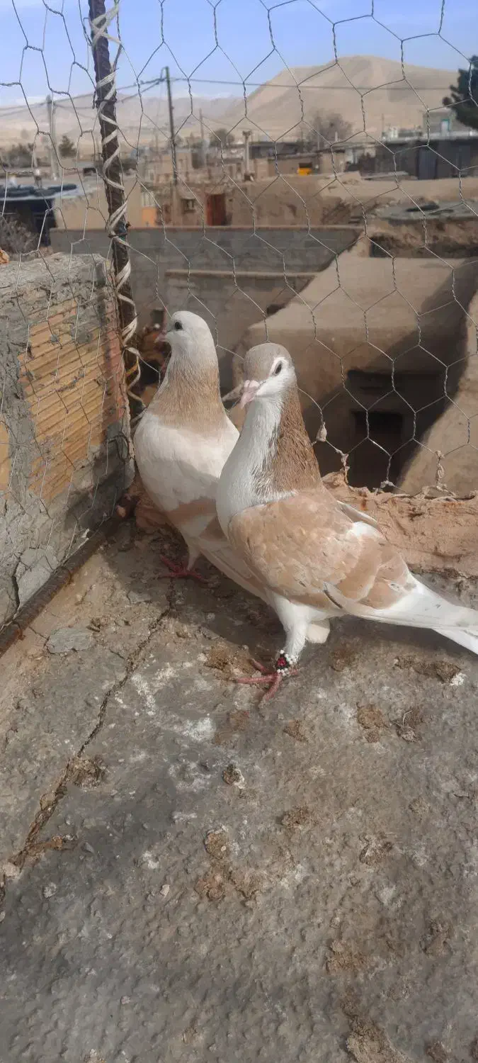 کبوتر خوب.|سگ|نیشابور, مازول|دیوار