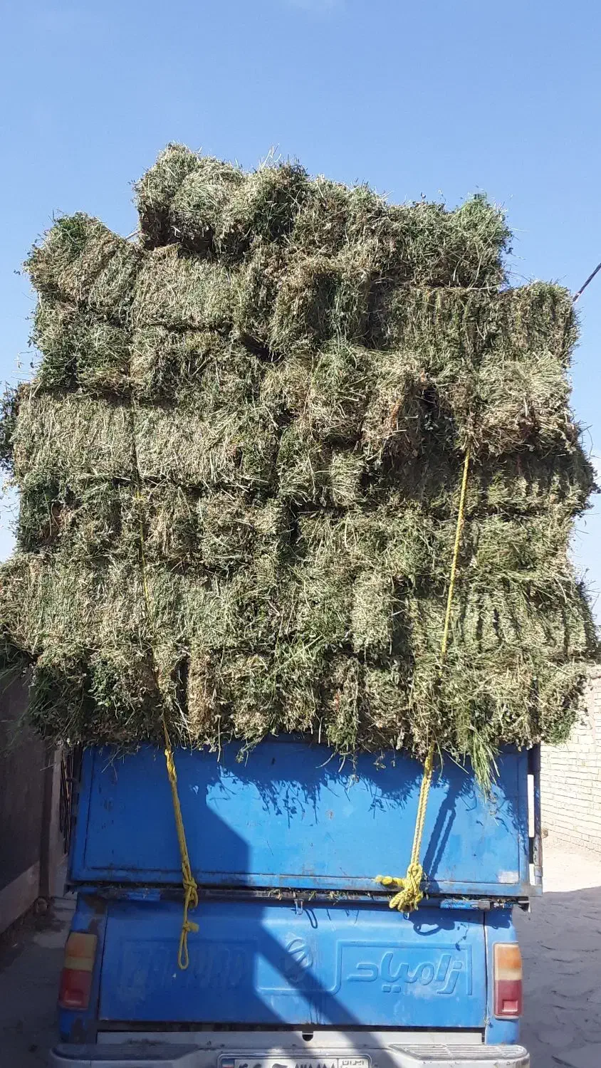 یونجه درجه یک و سیلو|عمدهفروشی|دشتابی, |دیوار