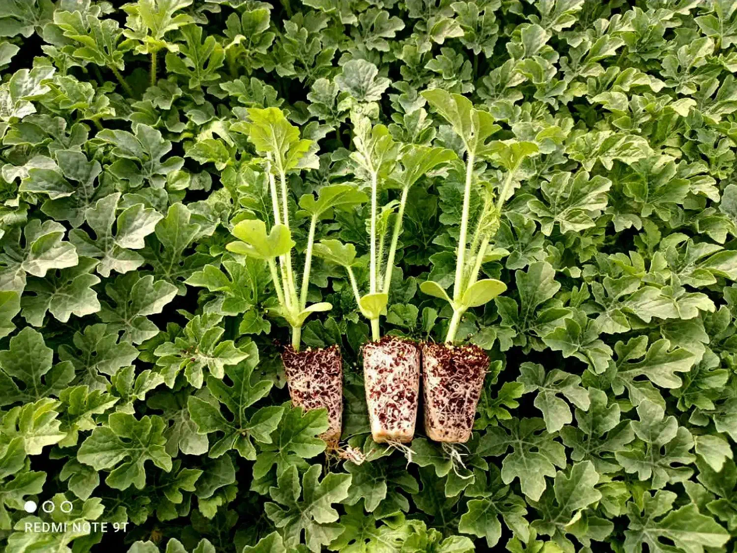 نشا هندوانه ملون خربزه|خدمات باغبانی و درختکاری|شوش, |دیوار