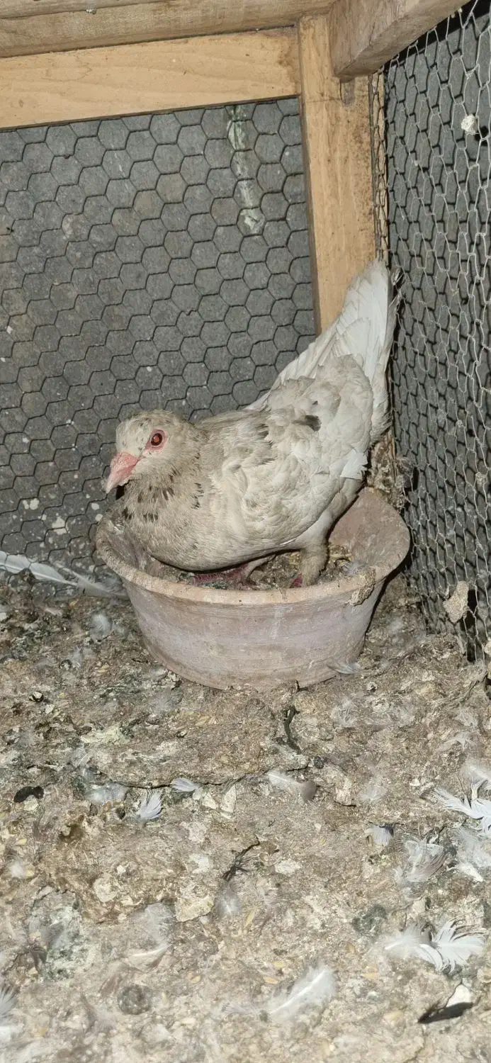 کبوتر|پرنده|کاشان, خلیج فارس|دیوار