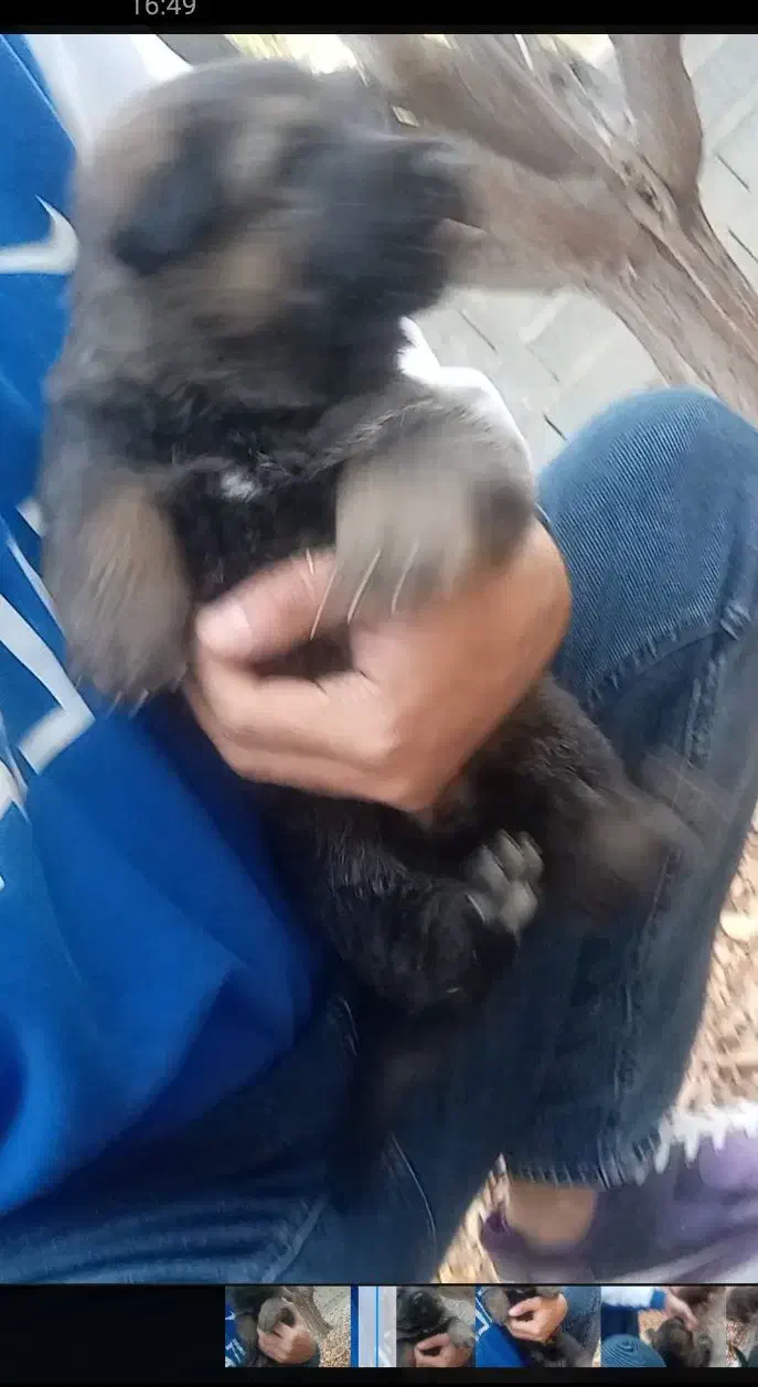 توله ژرمن شولاین بلک فیس وارداتی|سگ|ارومیه, |دیوار