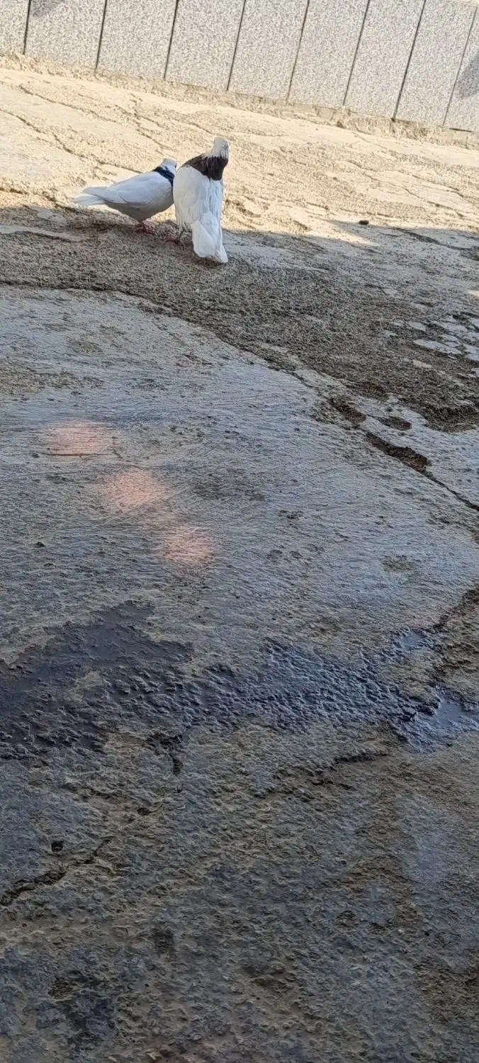 کبوتر طوقی|پرنده|معمولان, |دیوار