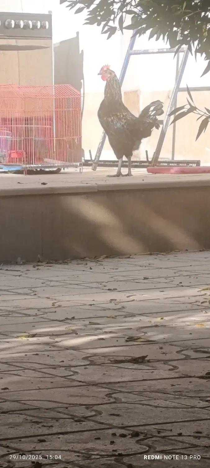 خروس گلین|حیوانات مزرعه|شیراز, غدیر شمالی|دیوار