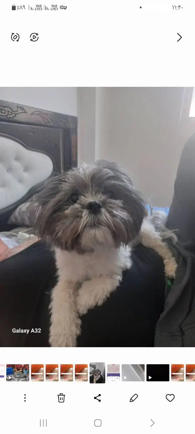 سگ گمشده|حیوانات|سهند, |دیوار