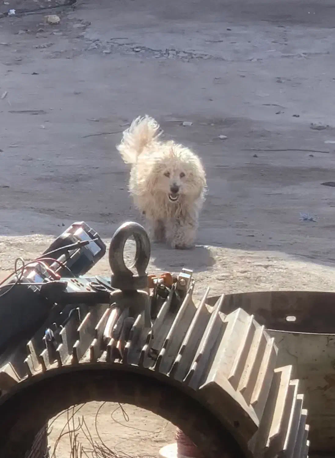 سگ گمشده|حیوانات|سیرجان, |دیوار