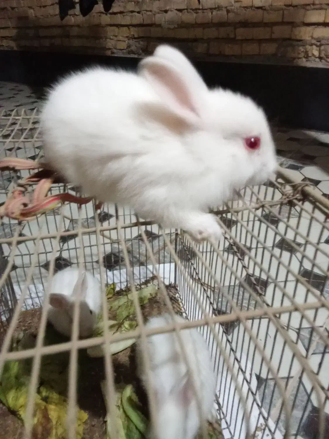 بچه خرگوش|موش و خرگوش|آبادان, |دیوار