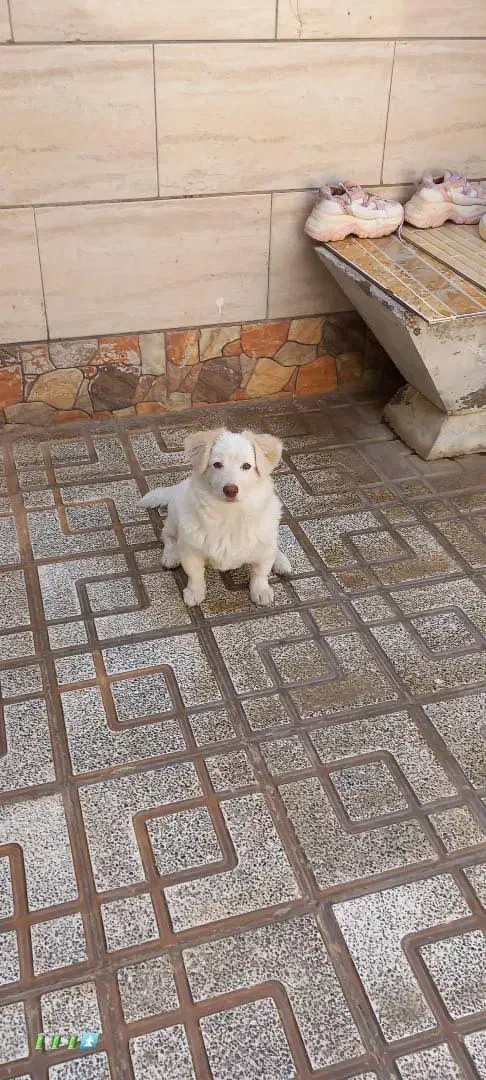 واگذاری پاکوتاه شناسنامه دار نژاد دار|سگ|کاشمر, |دیوار