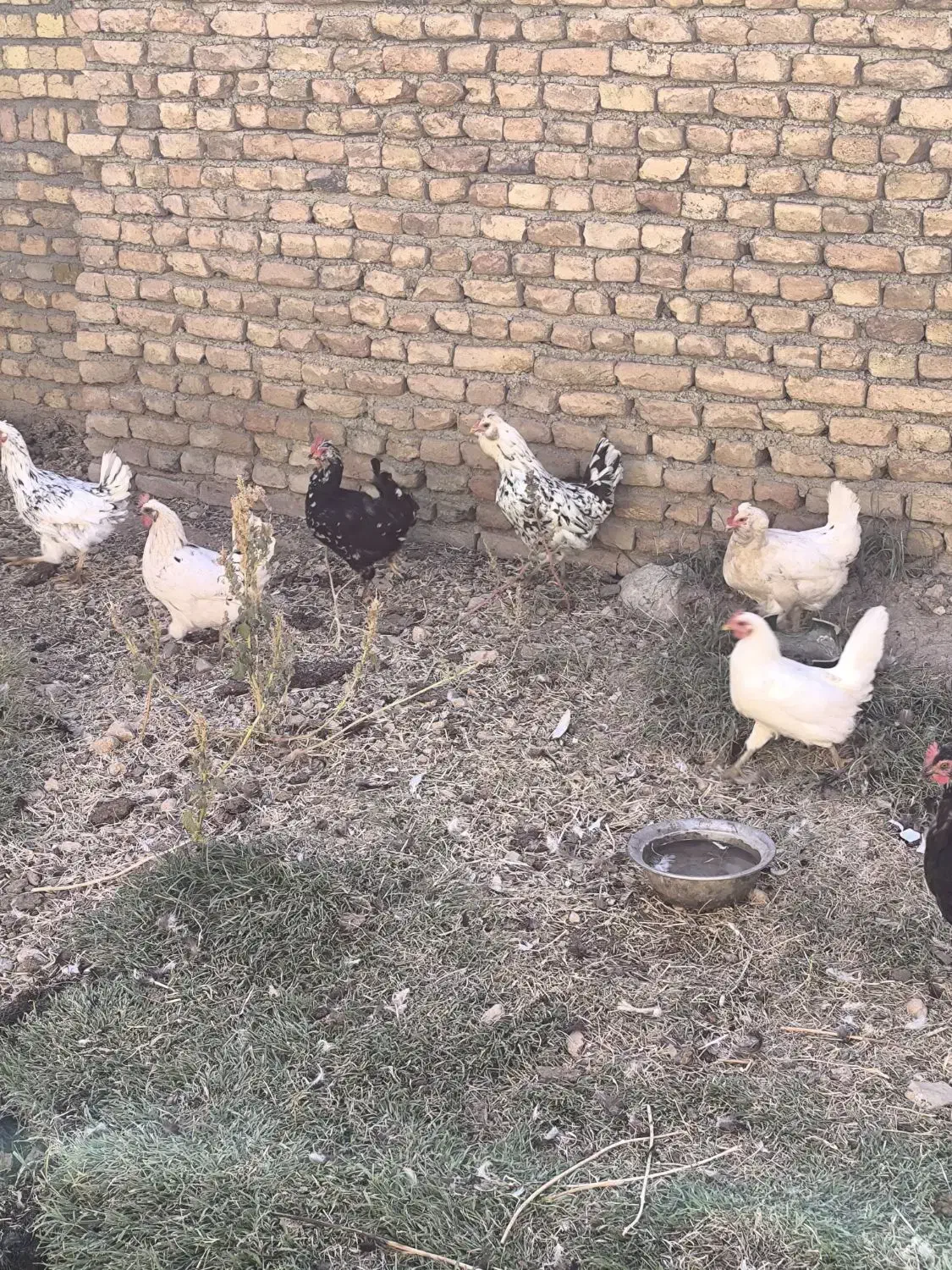 مرغ گلین|حیوانات مزرعه|چهاردولی, |دیوار