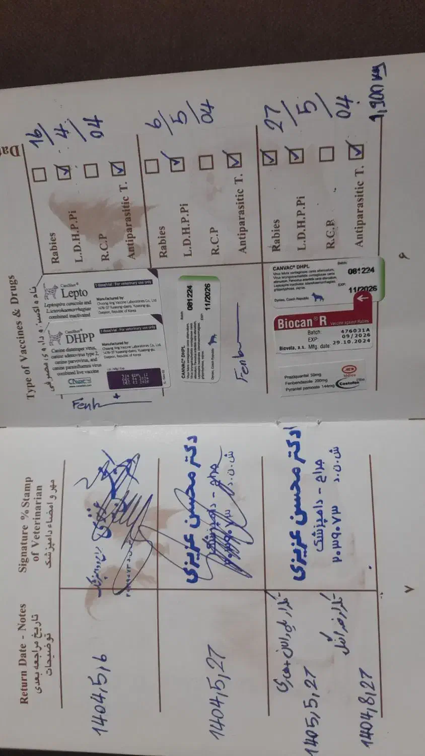 پامر|سگ|اردبیل, |دیوار