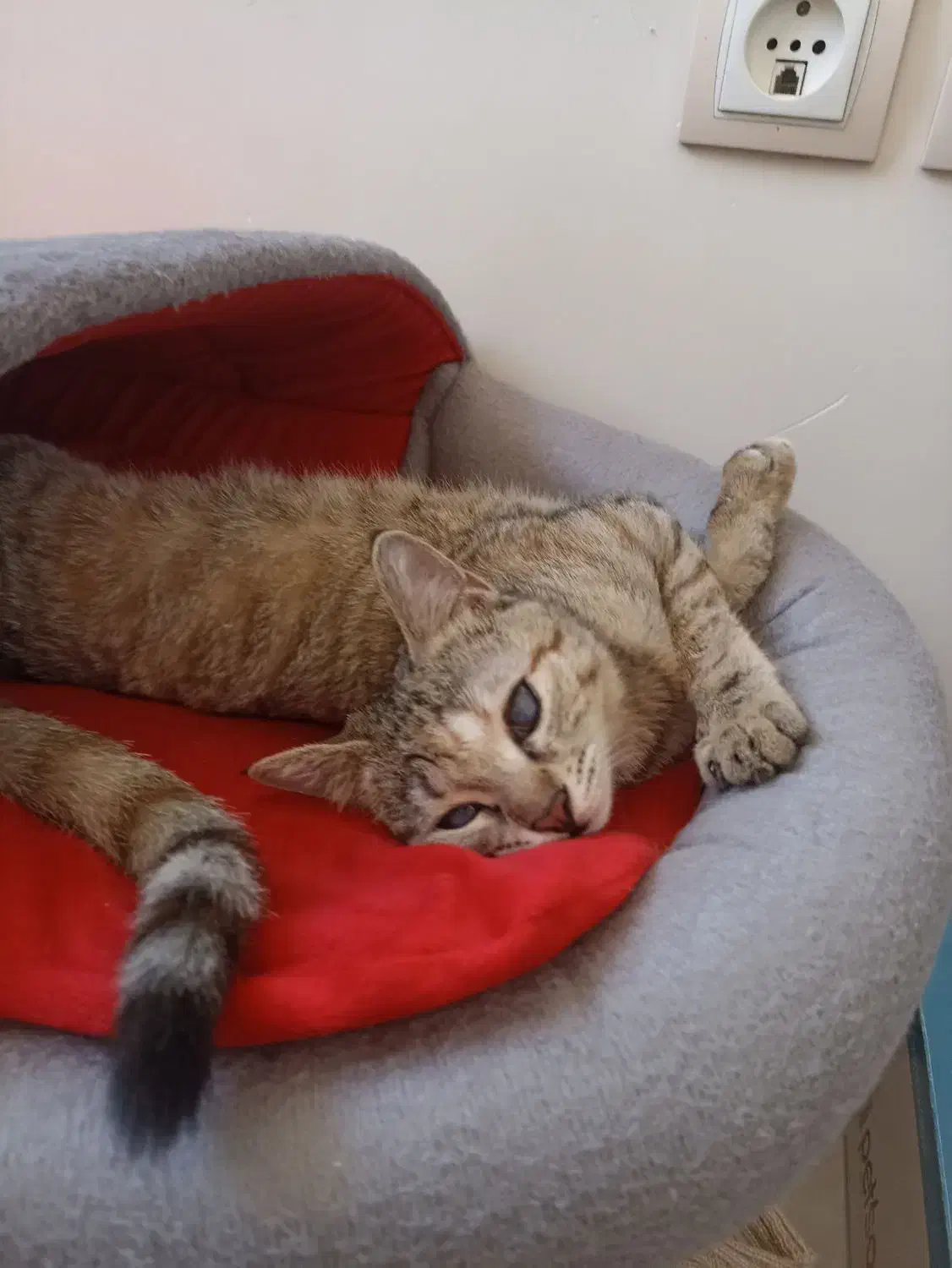 واگذاری گربه|گربه|اصفهان, جلالیه|دیوار