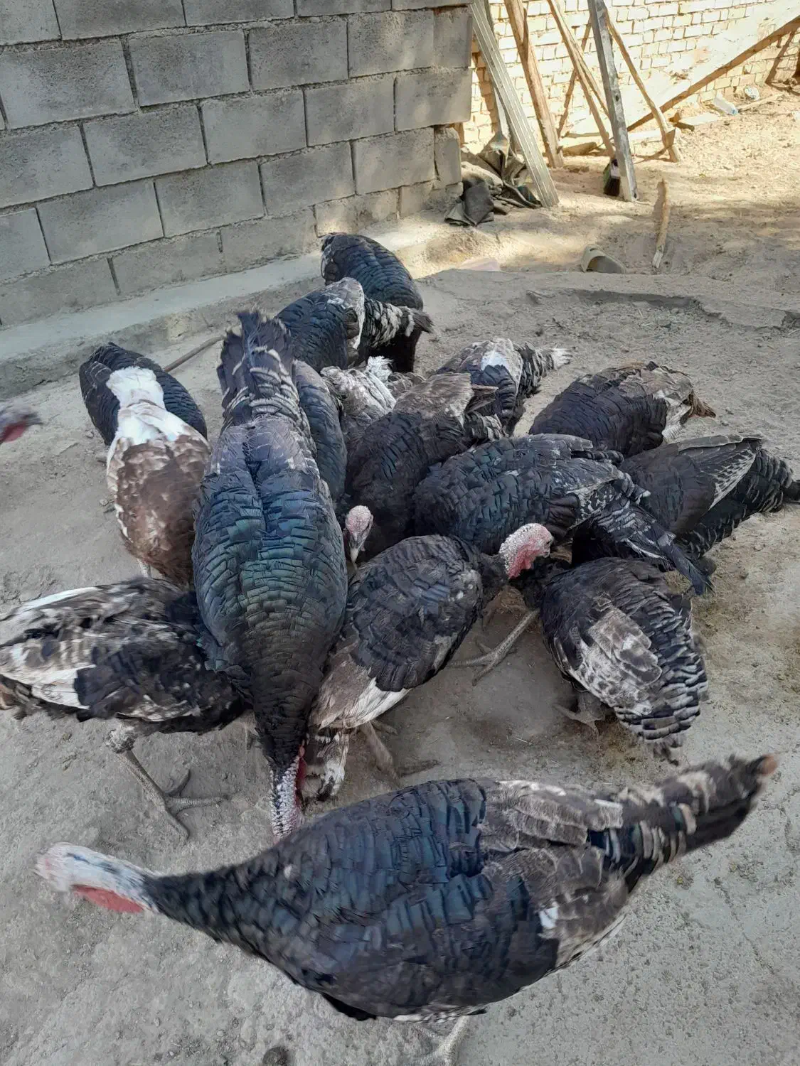 بوقلمو سالم بالغ|حیوانات مزرعه|ایذه, |دیوار