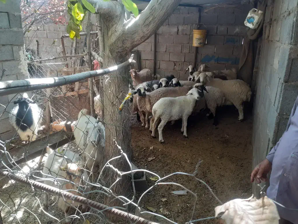 فروش گوسفند|حیوانات مزرعه|سیرجان, |دیوار