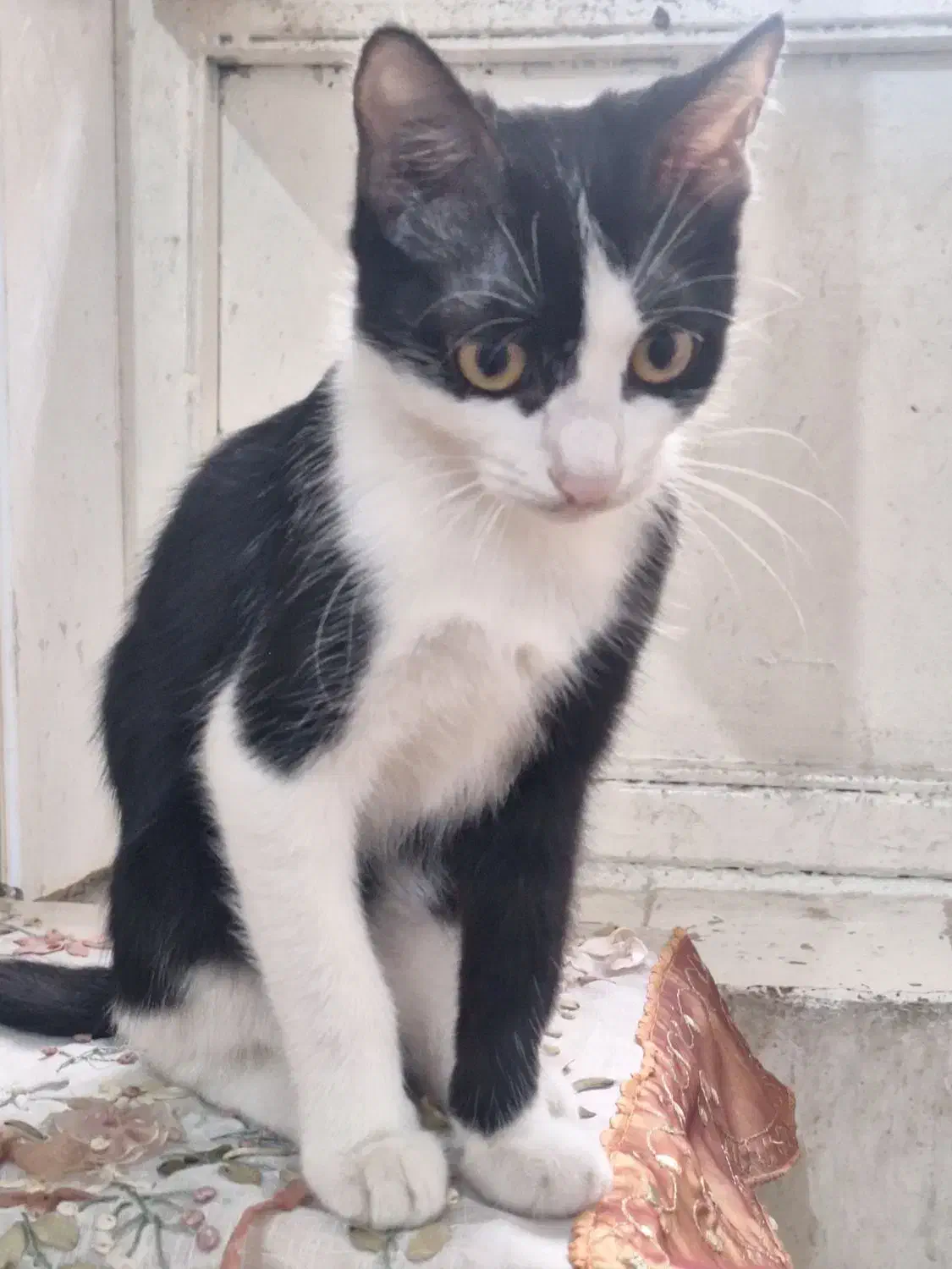 دوتا گربه خونگی|گربه|رشت, رودبارتان|دیوار