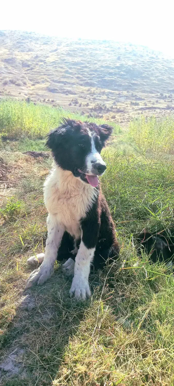 سگ قدرجانی|سگ|ایلام, |دیوار