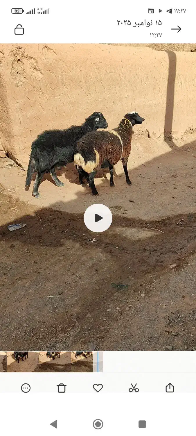 بره قوچ قره چال|حیوانات مزرعه|تربت جام, جلگه موسی آباد|دیوار