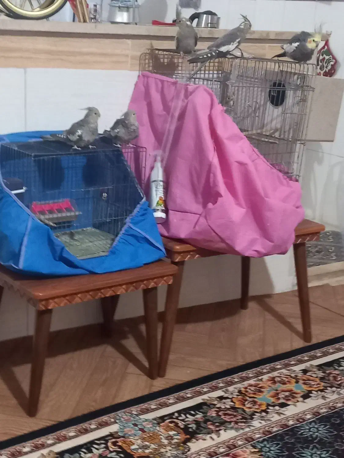 چند تا عروس هلندی با جوجه|پرنده|حمیدیا, |دیوار