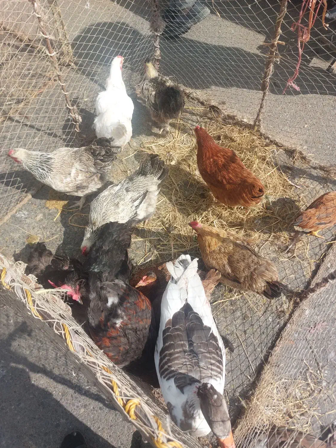 مرغ محلی پاک کرده (رشت)|حیوانات مزرعه|آستانه اشرفیه, |دیوار