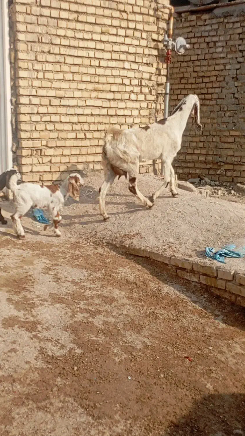 بز ماده دوقلو زا و یک قلو اولین شکم و‌دوتا ابستن|حیوانات مزرعه|اهواز, گلدشت|دیوار