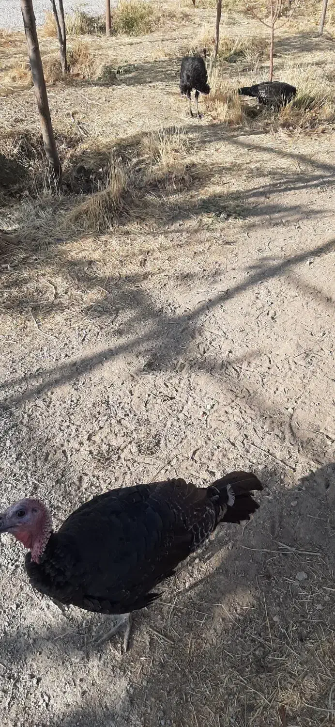 حیوان خانگی|حیوانات مزرعه|درگزین, |دیوار