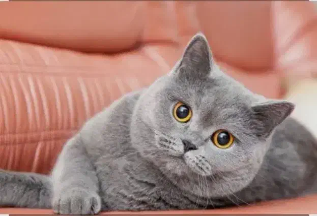 پیشی اسکاتیش/۲ماهه/ فلدآنفلد/شجره دا/آپارتمانی|گربه|فردیس, شهرک ناز|دیوار