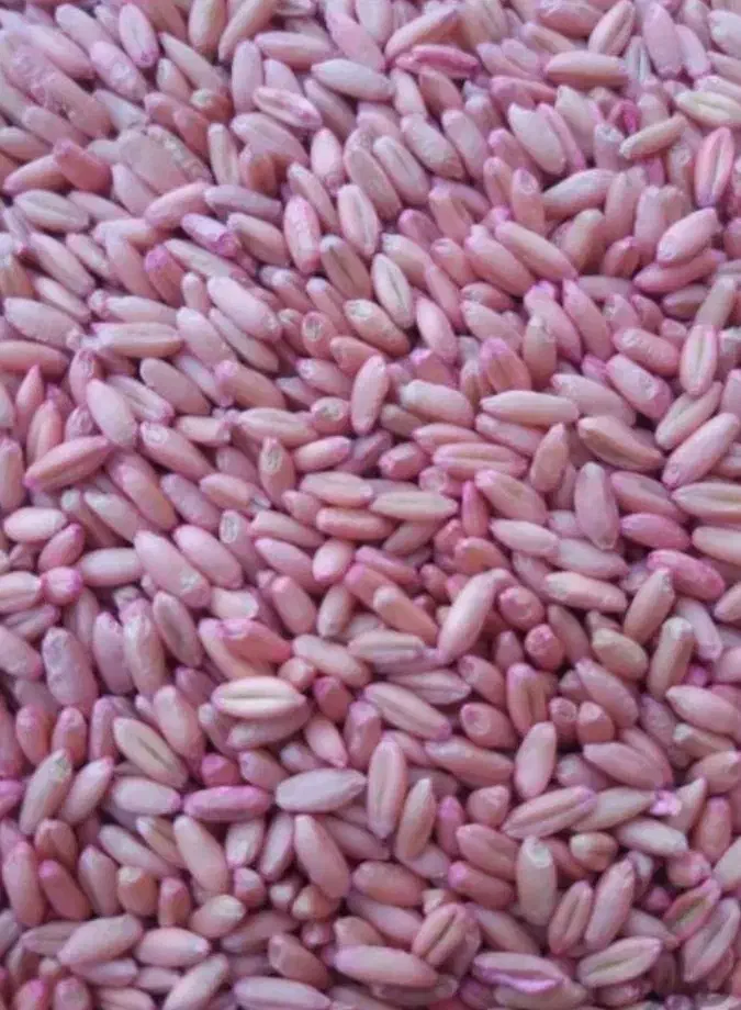 گندم پیشگام مادر|عمدهفروشی|قروه, |دیوار