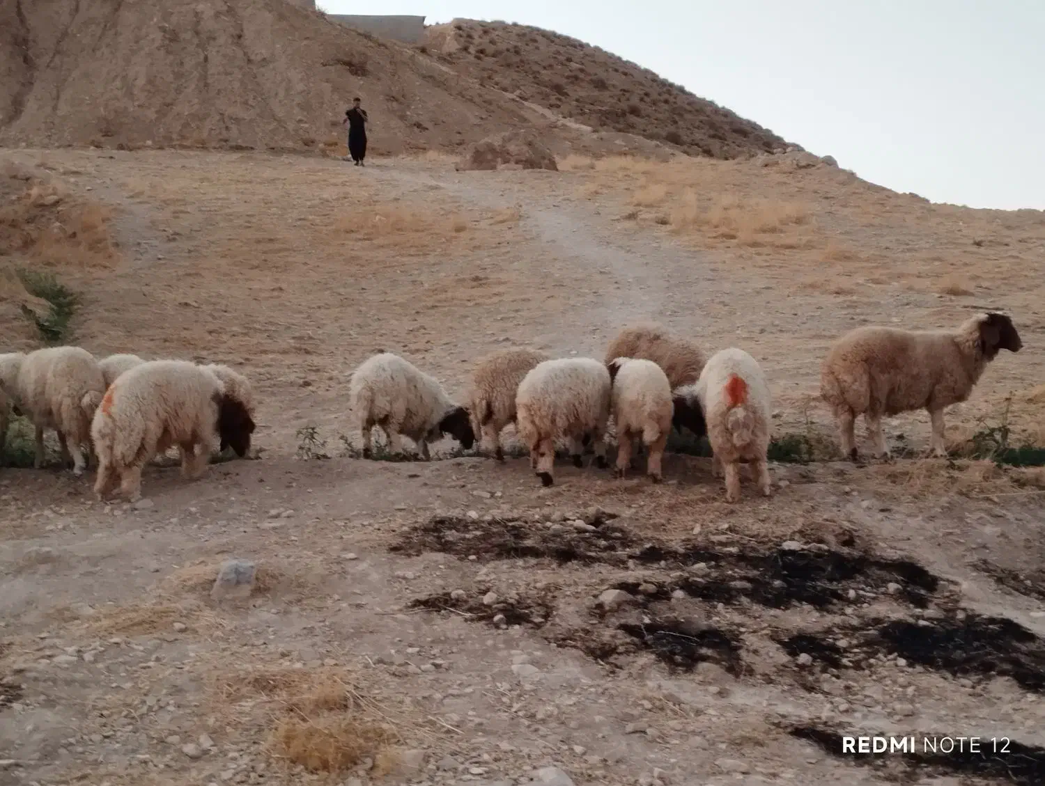 بره|حیوانات مزرعه|سیوان, |دیوار