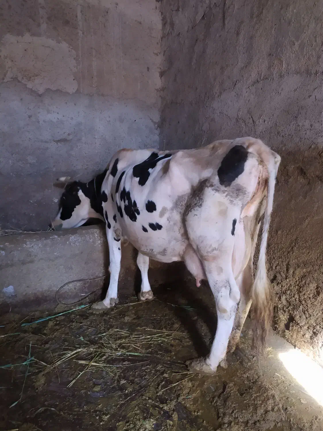 گاو سراب|حیوانات مزرعه|زنجانرود, |دیوار