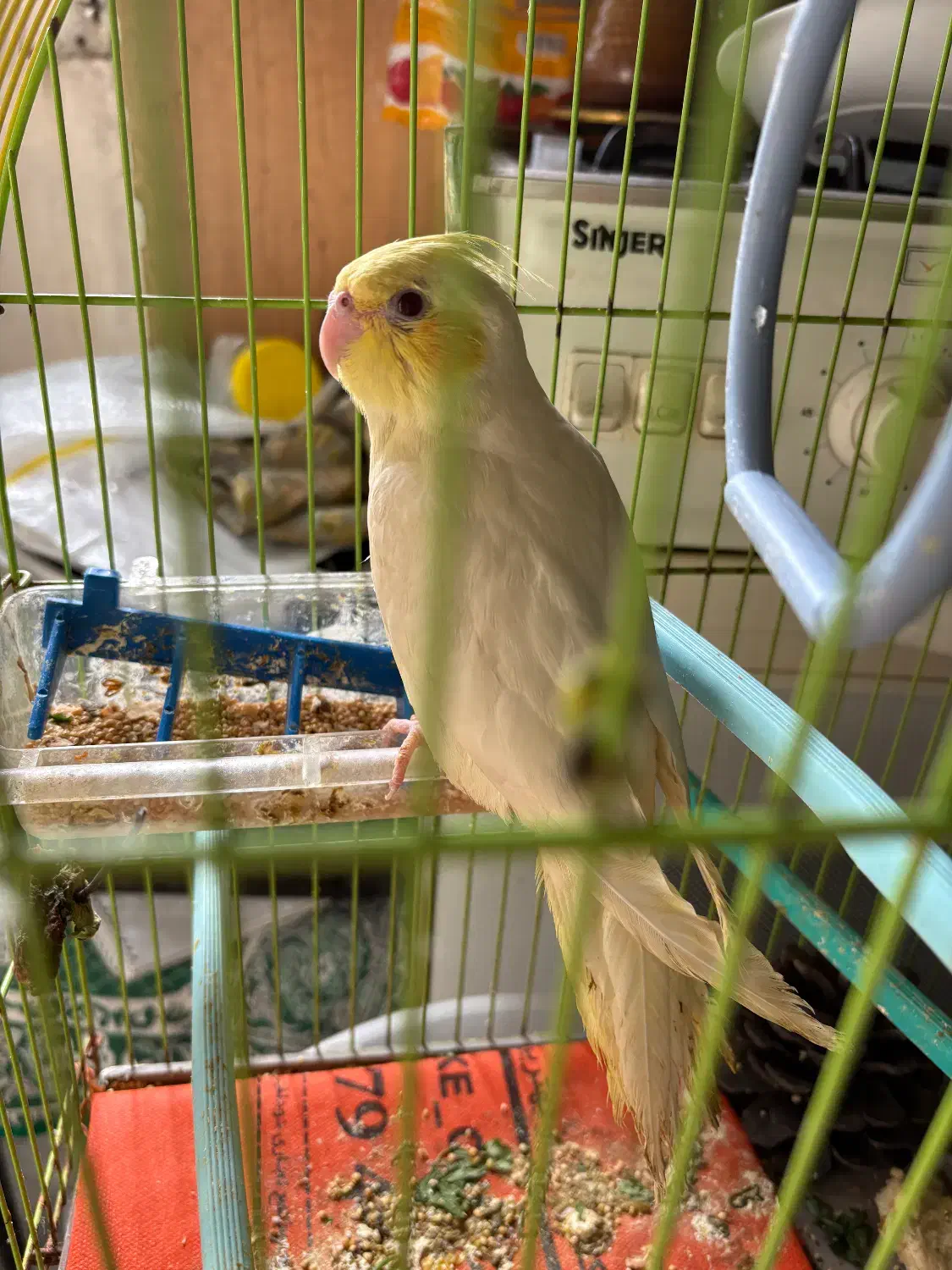 عروس هلندی|پرنده|مسجد سلیمان, |دیوار