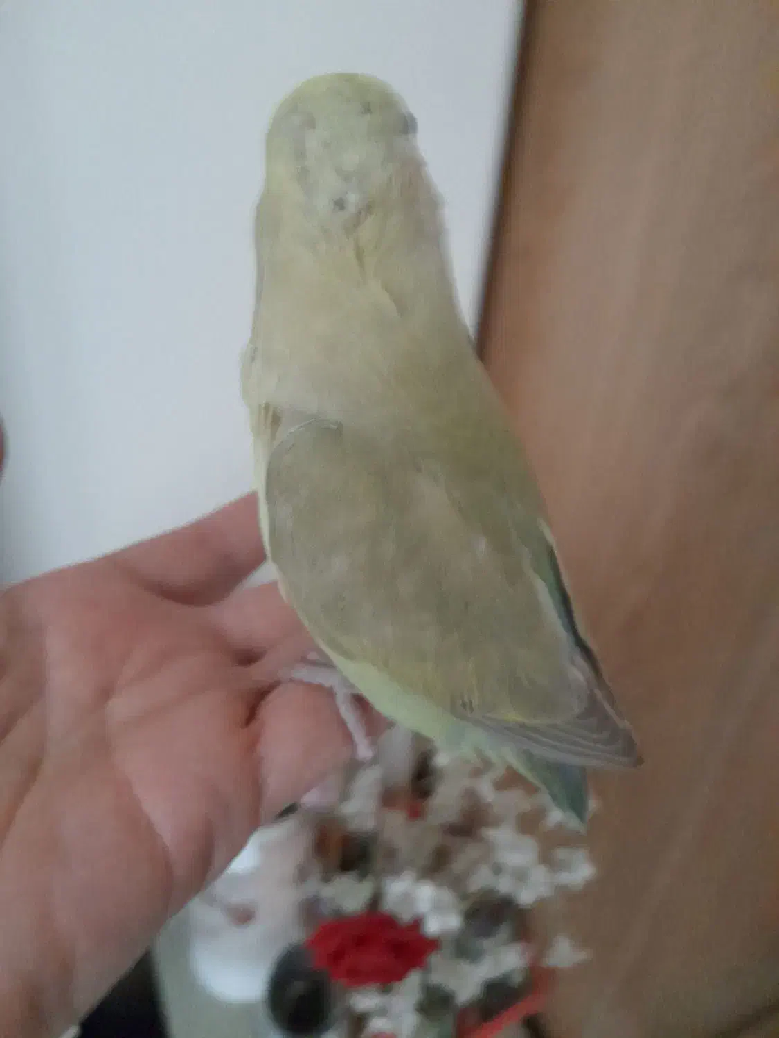 طوطی سبز کاهویی|پرنده|تهران, باشگاه نفت|دیوار