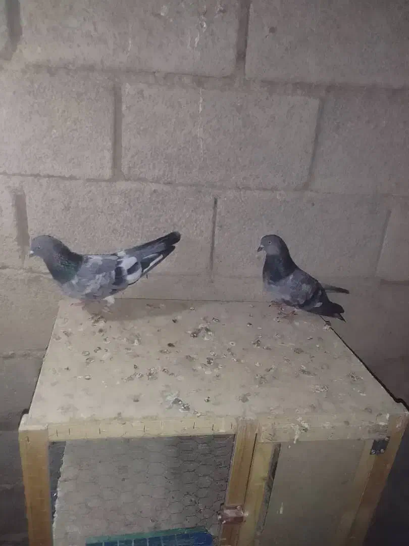 کبوتر|پرنده|شادگان, |دیوار