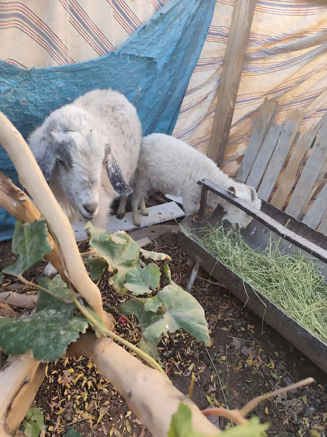 بز و یک کهره رگایی بز دوباره ابستن|حیوانات مزرعه|کرمان, |دیوار