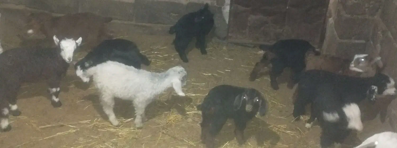 بز و میش|حیوانات مزرعه|سربیشه, |دیوار