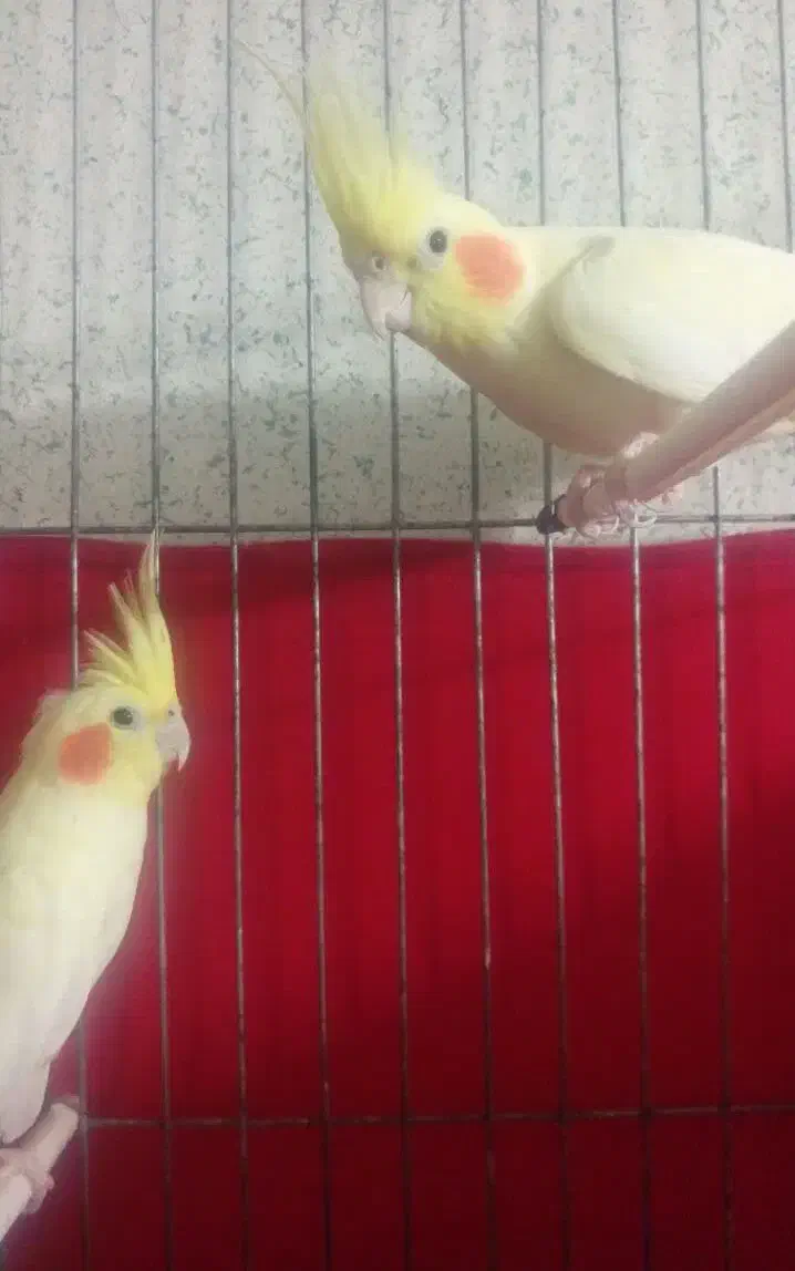 فروش هفت عدد عروس هلندی|پرنده|طبس, |دیوار