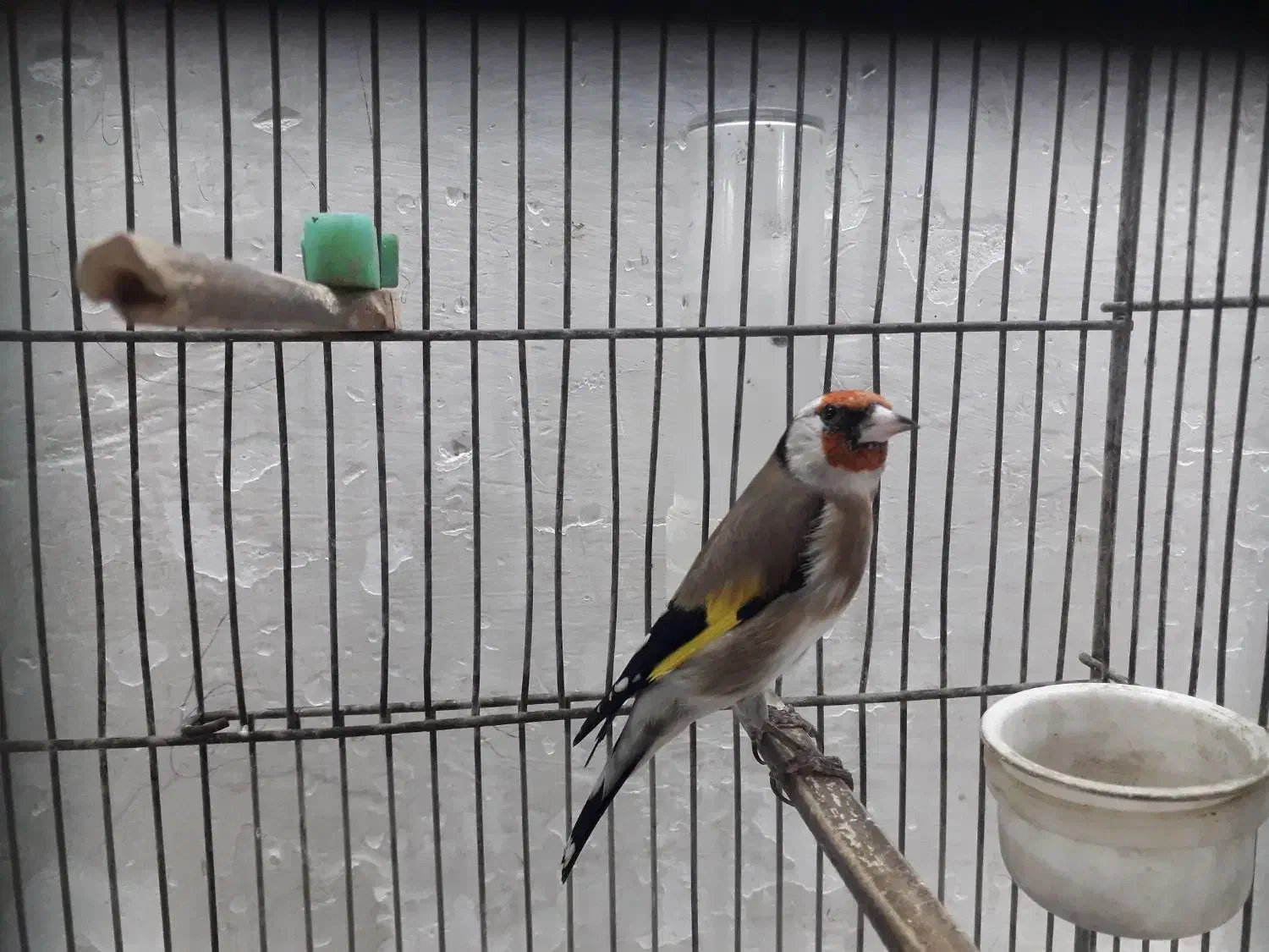 سره نر دوساله|پرنده|تهران, مسگرآباد|دیوار