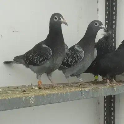 آلمانی|پرنده|تربت جام, مسکن مهر|دیوار