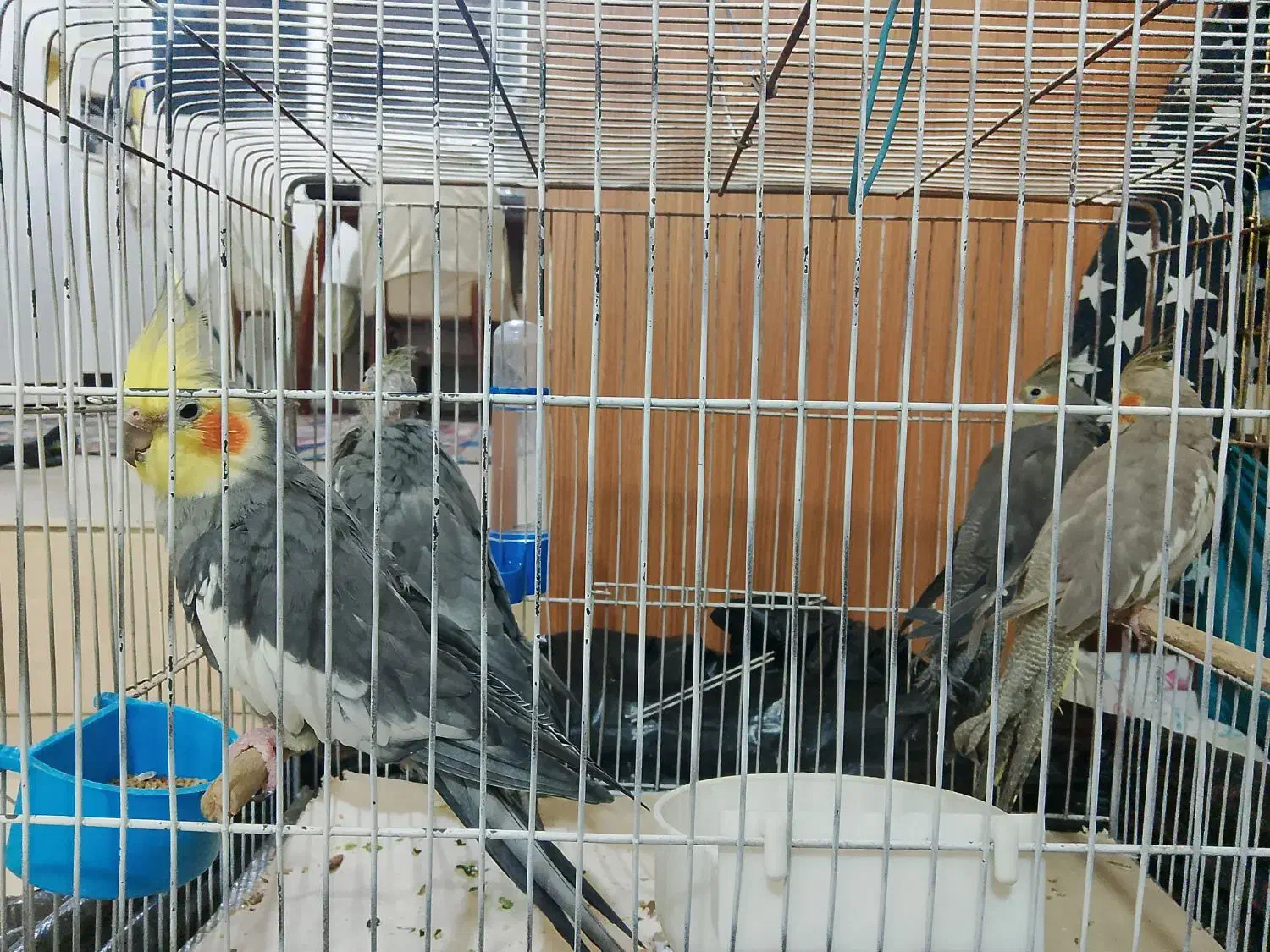 عروس هلندی|پرنده|تهران, خانی آباد نو شمالی|دیوار